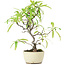 Pyracantha, 23,5 cm, ± 7 anni