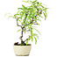 Pyracantha, 23,5 cm, ± 7 years old