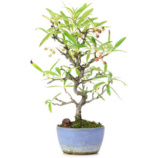 Pyracantha, 25 cm, ± 7 Jahre alt