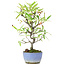 Pyracantha, 25 cm, ± 7 anni