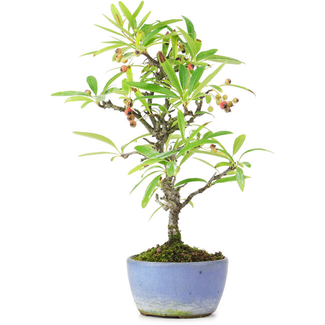 Pyracantha, 25 cm, ± 7 años
