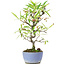 Pyracantha, 25 cm, ± 7 anni