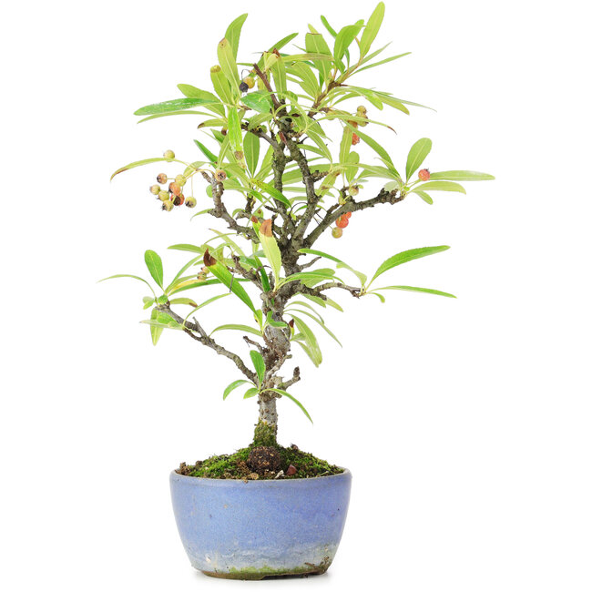 Pyracantha, 25 cm, ± 7 años