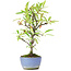 Pyracantha, 25 cm, ± 7 anni