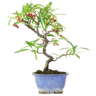 Pyracantha, 22,5 cm, ± 7 years old