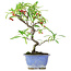 Pyracantha, 22,5 cm, ± 7 Jahre alt