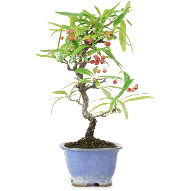 Pyracantha, 22,5 cm, ± 7 ans