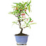 Pyracantha, 22,5 cm, ± 7 jaar oud