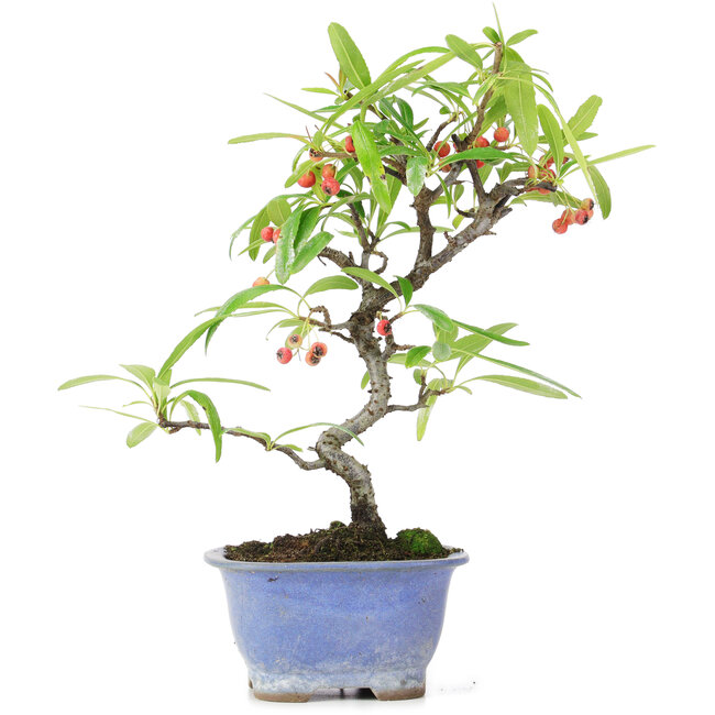 Pyracantha, 22,5 cm, ± 7 Jahre alt