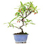 Pyracantha, 22,5 cm, ± 7 Jahre alt