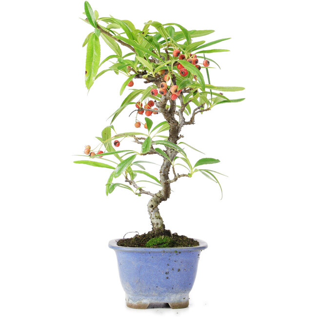 Pyracantha, 22,5 cm, ± 7 ans