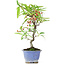 Pyracantha, 22,5 cm, ± 7 Jahre alt