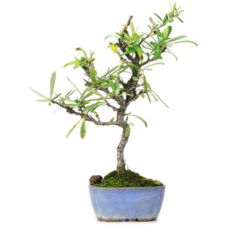 Pyracantha, 24,5 cm, ± 7 anni