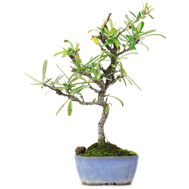 Pyracantha, 24,5 cm, ± 7 jaar oud