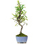 Pyracantha, 24,5 cm, ± 7 Jahre alt