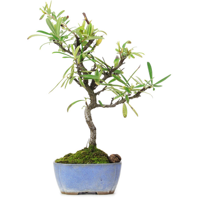 Pyracantha, 24,5 cm, ± 7 years old