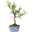 Pyracantha, 24,5 cm, ± 7 anni