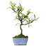 Pyracantha, 24,5 cm, ± 7 years old