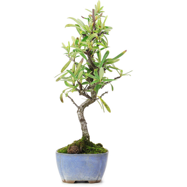 Pyracantha, 24,5 cm, ± 7 años