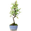 Pyracantha, 24,5 cm, ± 7 anni