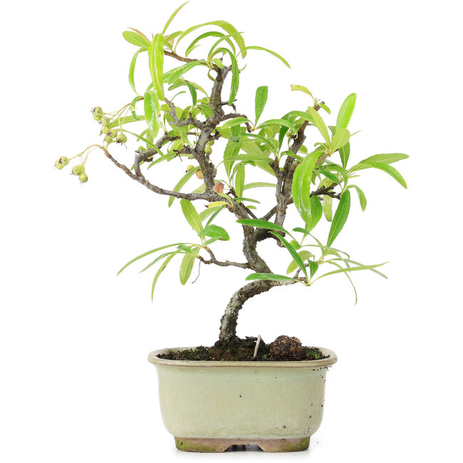 Pyracantha, 21,5 cm, ± 7 anni