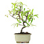 Pyracantha, 21,5 cm, ± 7 anni