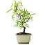 Pyracantha, 21,5 cm, ± 7 years old