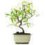 Pyracantha, 21,5 cm, ± 7 Jahre alt