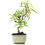 Pyracantha, 21,5 cm, ± 7 anni