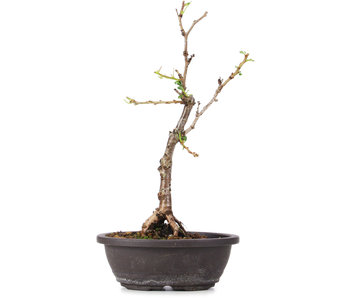 Prunus incisa Koju no Mai, 20,5 cm, ± 5 years old