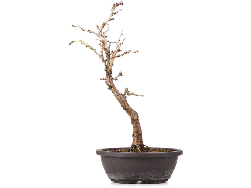 Prunus incisa Koju no Mai, 22,5 cm, ± 5 jaar oud