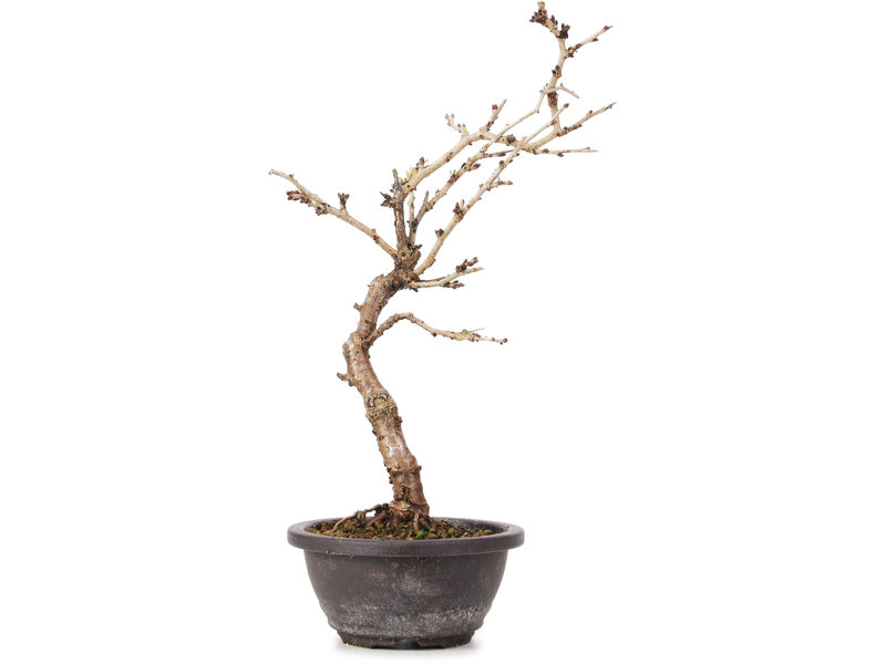 Prunus incisa Koju no Mai, 22,5 cm, ± 5 jaar oud