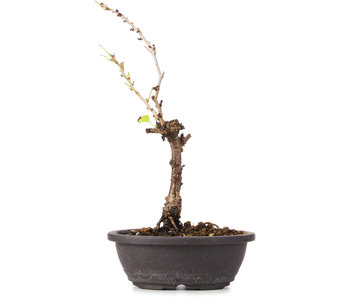 Prunus incisa Koju no Mai, 20 cm, ± 5 years old