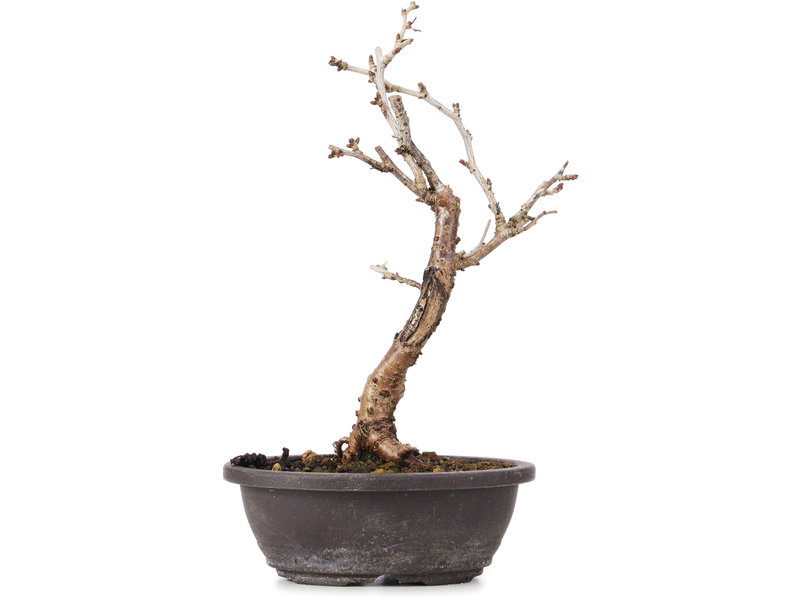 Prunus incisa Koju no Mai, 19 cm, ± 5 jaar oud