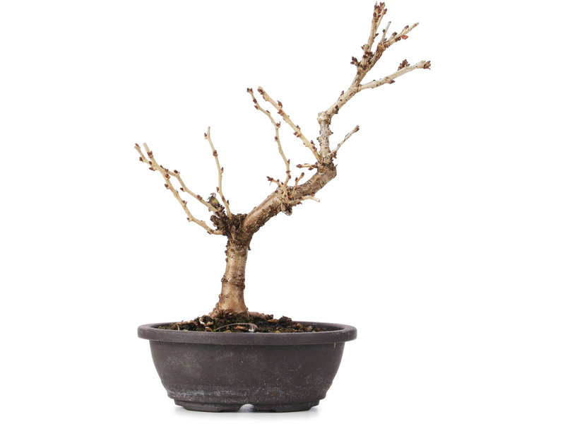 Prunus incisa Koju no Mai, 19 cm, ± 5 years old