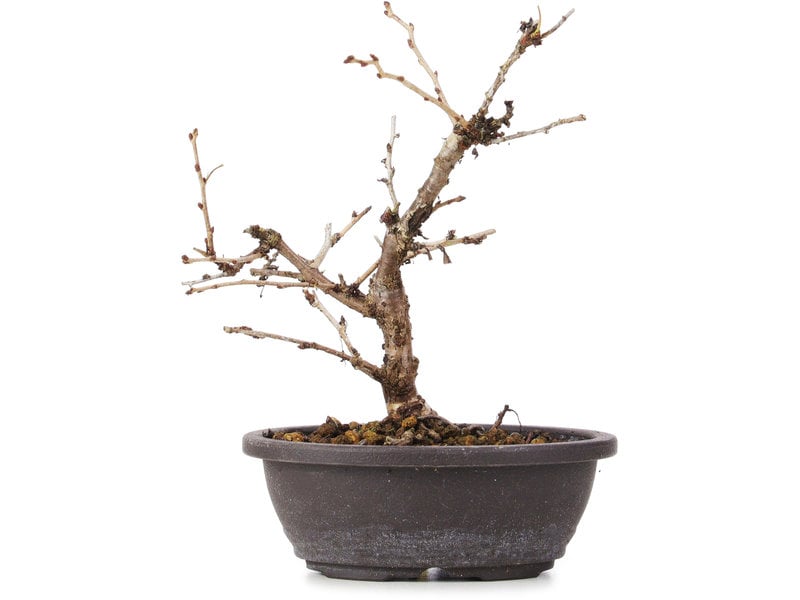 Prunus incisa Koju no Mai, 14,5 cm, ± 5 years old
