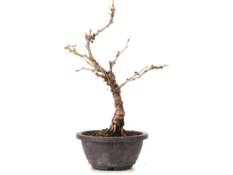 Prunus incisa Koju no Mai, 17,5 cm, ± 5 jaar oud