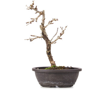 Prunus incisa Koju no Mai, 17 cm, ± 5 jaar oud