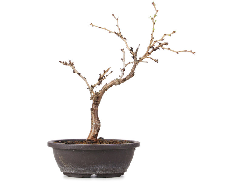 Prunus incisa Koju no Mai, 19,5 cm, ± 5 years old