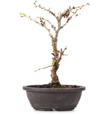 Prunus incisa Koju no Mai, 17 cm, ± 5 years old