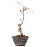 Prunus incisa Koju no Mai, 23 cm, ± 5 years old