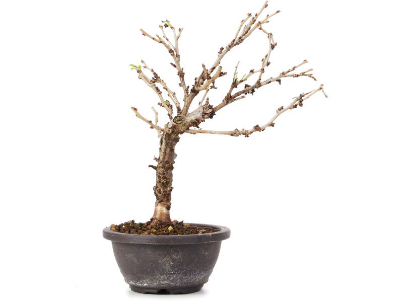 Prunus incisa Koju no Mai, 18 cm, ± 5 years old