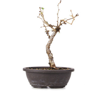 Prunus incisa Koju no Mai, 16,5 cm, ± 5 jaar oud