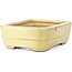 Rectangular yellow bonsai pot by Hattori - 148 x 113 x 48 mm