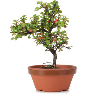 Cotoneaster horizontalis, 18 cm, ± 6 anni