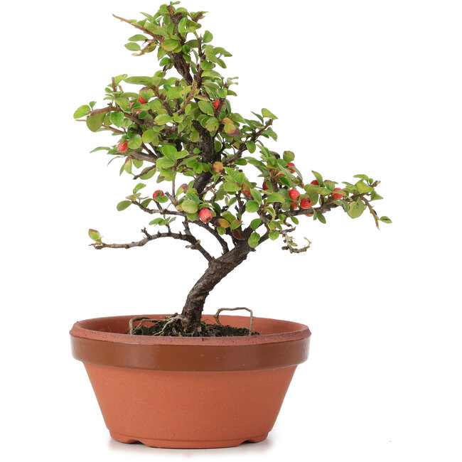 Cotoneaster horizontalis, 18 cm, ± 6 Jahre alt