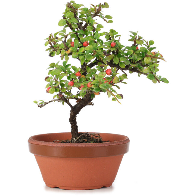 Cotoneaster horizontalis, 18 cm, ± 6 anni
