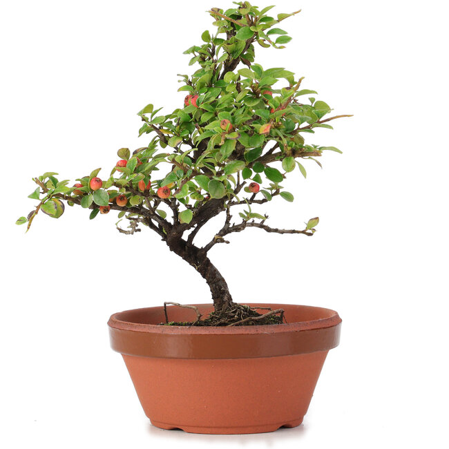 Cotoneaster horizontalis, 18 cm, ± 6 ans
