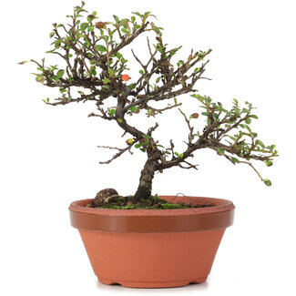 Cotoneaster horizontalis, 15 cm, ± 6 anni