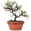 Cotoneaster horizontalis, 15 cm, ± 6 Jahre alt